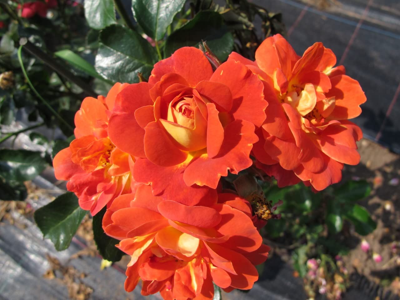 'Child of Mine' Potted Rose - Deep Orange & Yellow Blooms - Patio Rose - 4 Litre Pot
