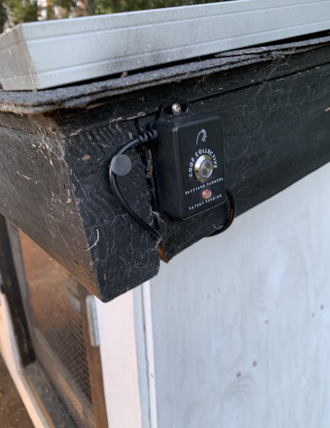 The Ultimate Chicken Lighting Guide For Egg Production