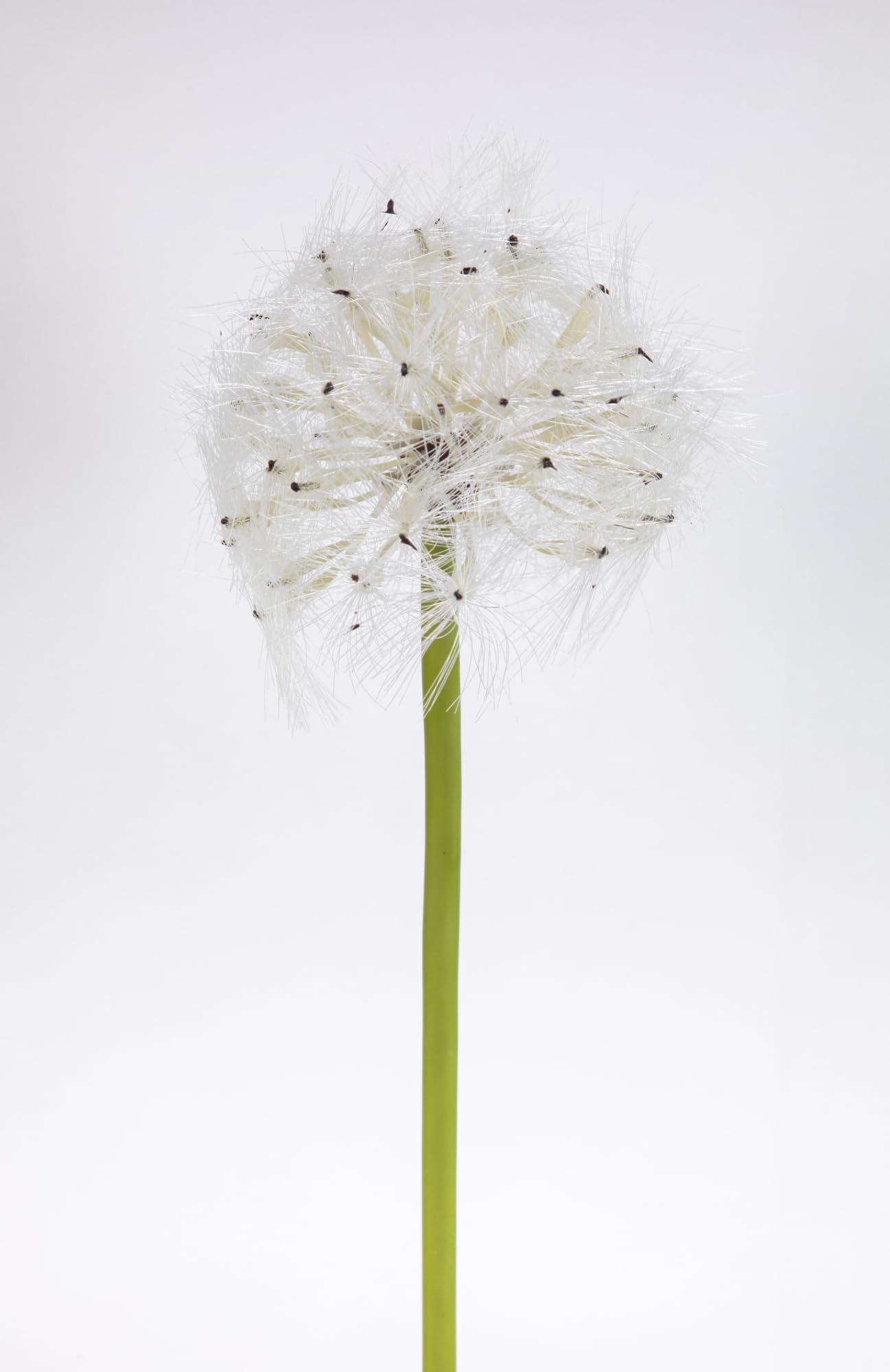 Amazon.de: Pusteblume 72cm OG Kunstblumen knstliche Blumen knstliches  Pusteblumengras