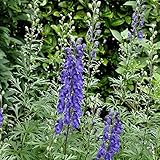 eisenhut ranunkel Blütenfarbe: blau 6 x Aconitum Henryi \'Spark\'s Variety\' - Eisenhut Kleincontainer 9cm x 9cm
