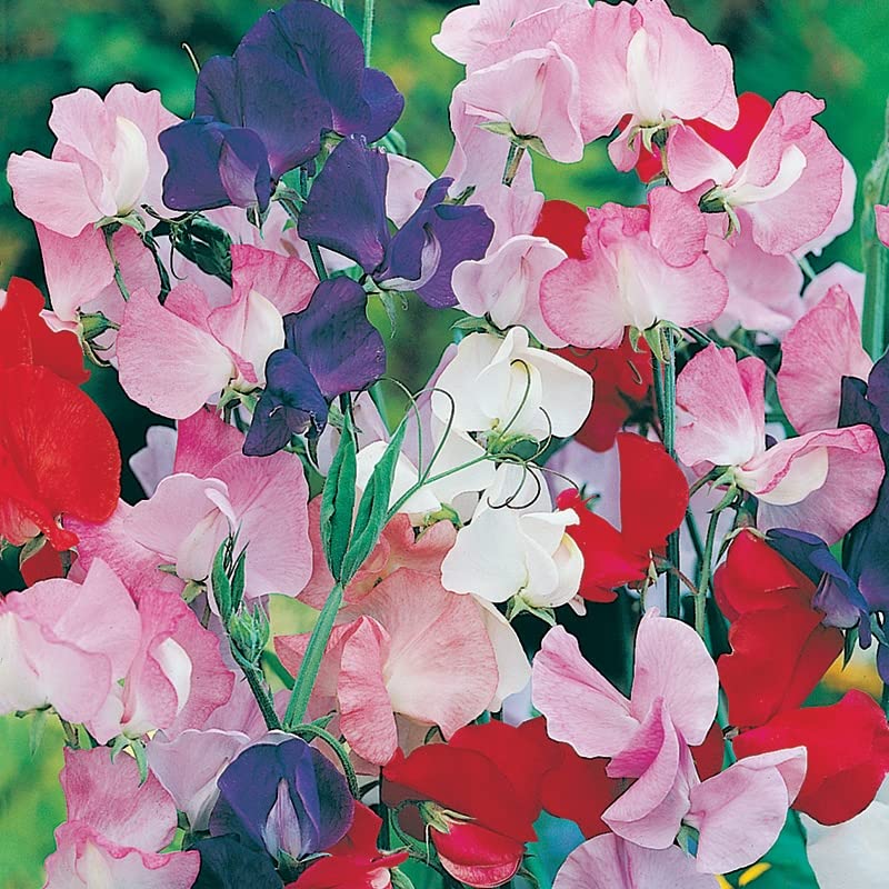 Sweet Pea Flower Seeds Heaven Scent Mixed - Giant Waved Multi Colour 40 Seeds