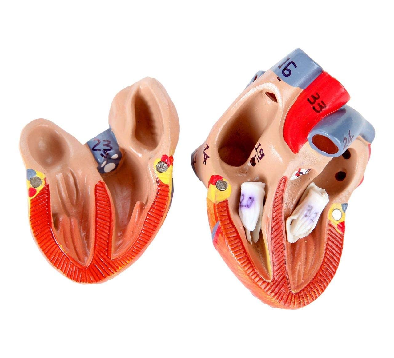 Figura Muscular Humana De Tamaño Medio Natural De 80 Cm con Órganos Y Músculos Extraíbles, Modelo De Cuerpo Entero De 27 Partes para Consultorios Médicos Y Educación