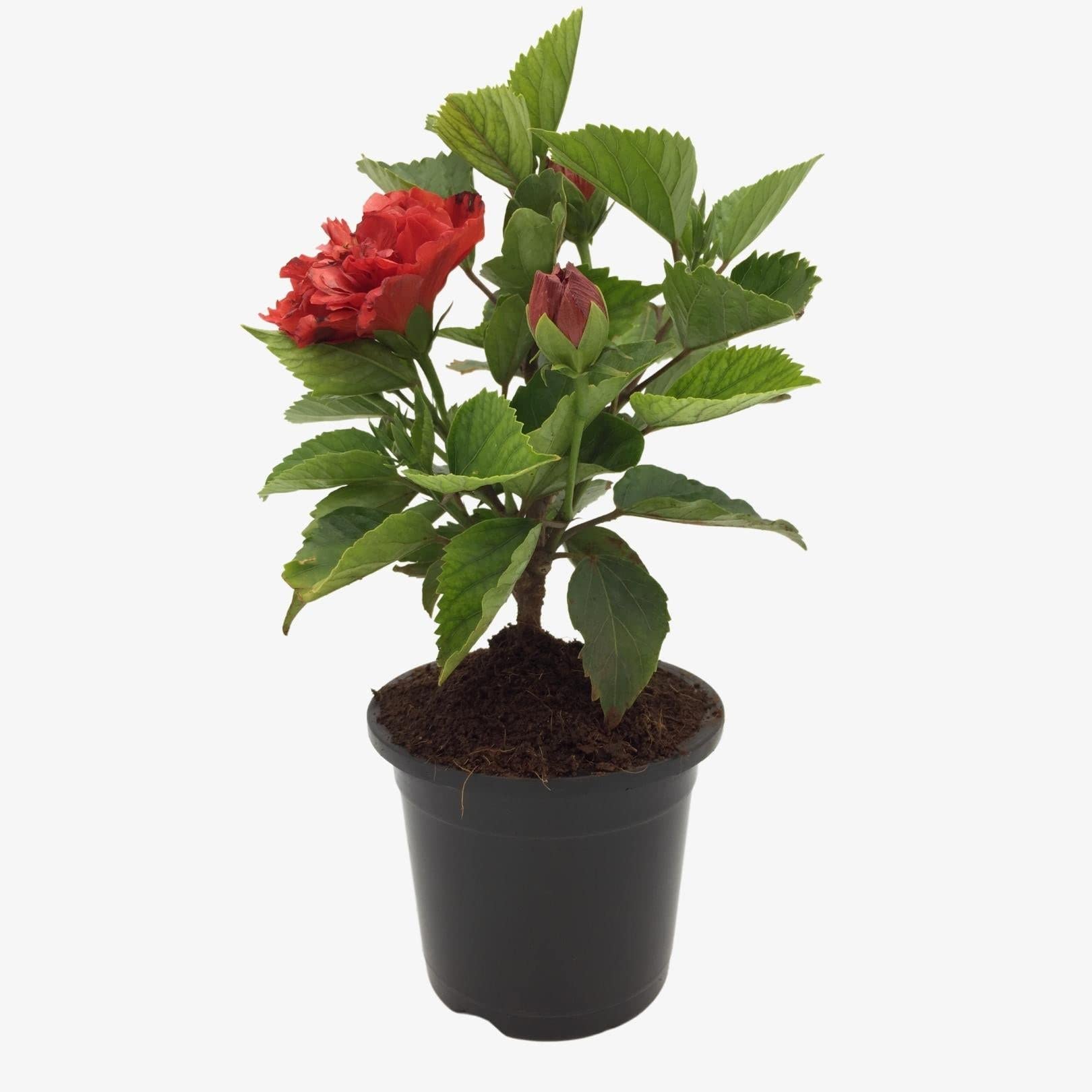 Go4plants Double Red Hibiscus Live Flower Plant with Pot (B0B2DYMHJ3) Amazon Price History, Amazon Price Tracker