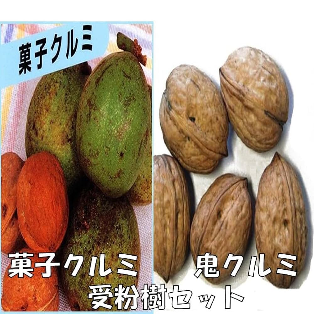 胡桃 くるみ クルミ 皮 樹皮 約2kg 胡桃 くるみ クルミ 皮 樹皮 約2kg