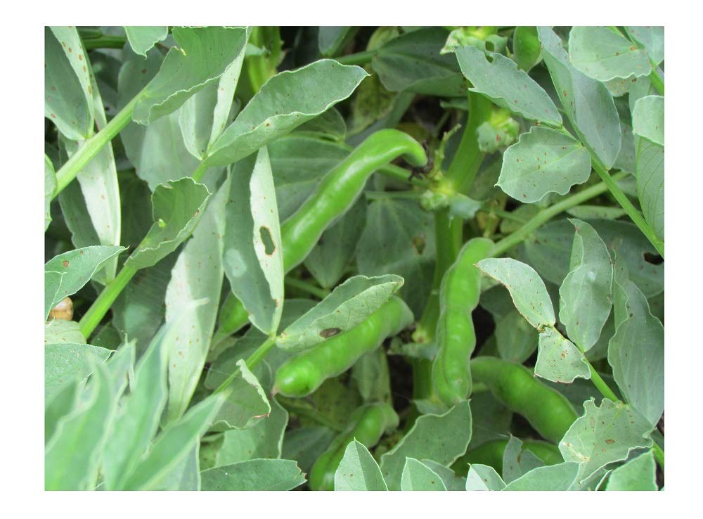 Premier Seeds Direct