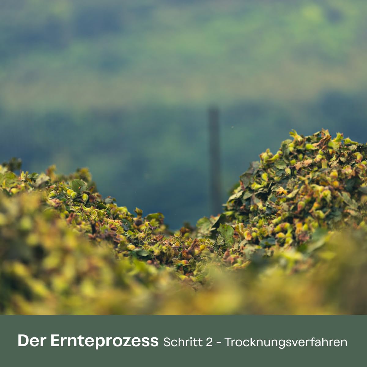 Black Sea Nuts – Geröstete Haselnüsse 200 g | Aromatische Nüsse vom Schwarzen Meer in Premium Qualität | Ganze Haselnusskerne ohne Schale | Für gesunde Snacks & zum Backen | Traditionell & Nachhaltig