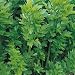 Herb Seeds - Lovage - 120 Seeds