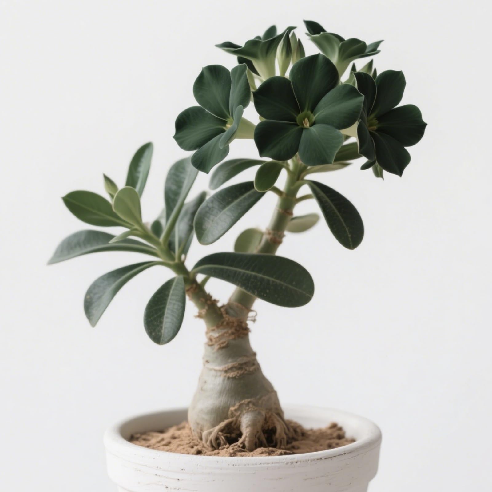 Desert Rose Plant Live,Hardy Perennial,Desert Rose Plants UK, Excellent Display-F-4 Bulbs