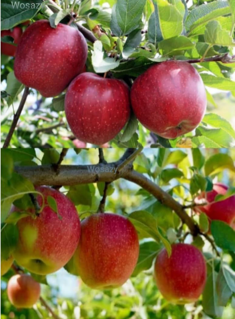Apple Plant One Healthy Live Grefted " HRMM 99 Variety"Apple Plant, For Hot Climate Supporting All India Weather. Plant Hight 2-3 Feet (B0D7TSN5J9) Amazon Price History, Amazon Price Tracker