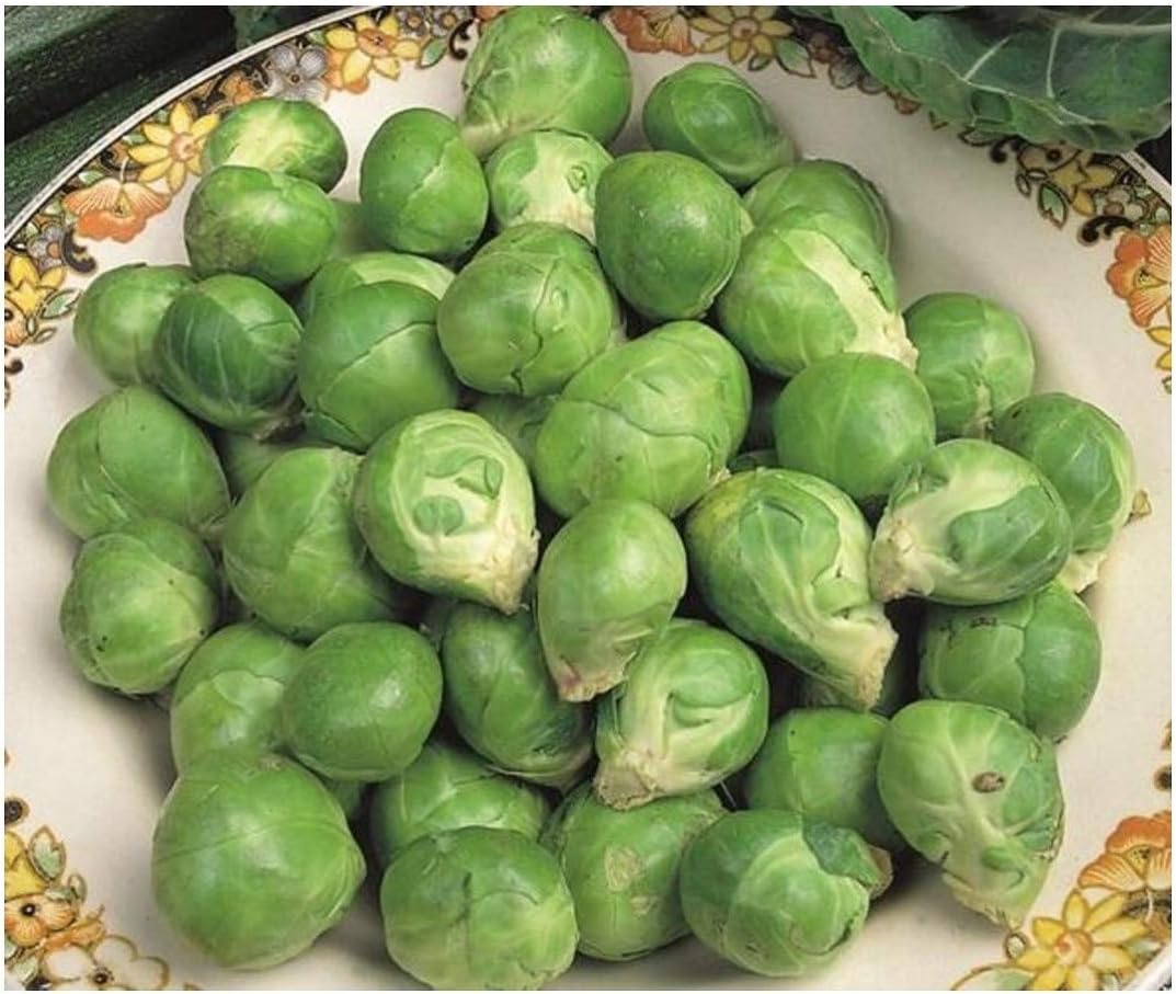 PREMIER SEEDS DIRECT - Brussel Sprout - Evesham - 3.5 Grams