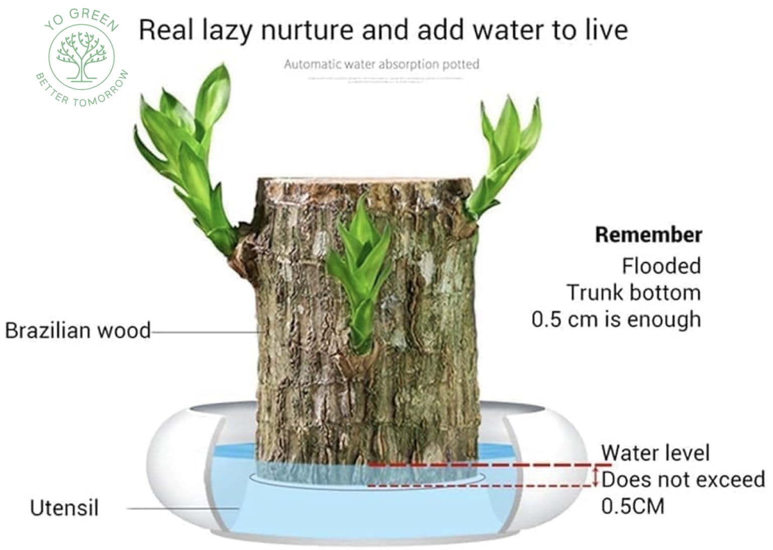 Yo Green Lucky Brazilian Wood Plant for Living Room - Healthy Indoor Feng Shui Plant, Low Maintenance Air Purifying Decor (Pack of 1 No Pot) 1