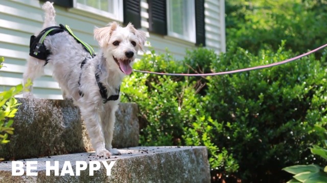 Walkin-Hip-EEZ-Dog-Hip-Brace-Support-Harness-System-Provides-Joint-Support-for-Dogs-with-Hip-Dysplasia-and-Other-Conditions-Affecting-The-Hip-Joint