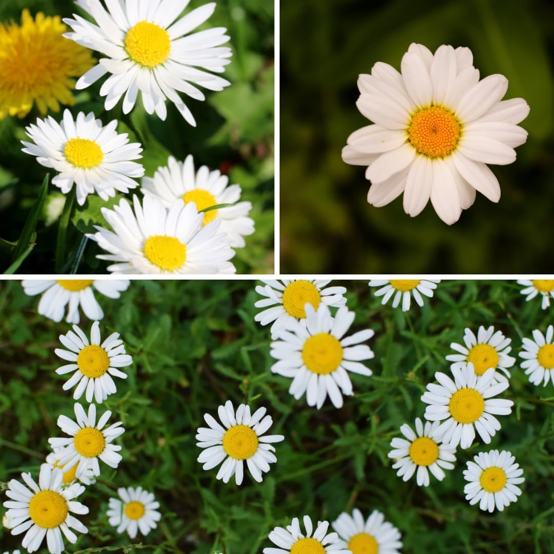 2 White Daisy Plants, Live Daisy Flowers, Perennial White Daisy Plants in 3-5 Inch Well Rooted for Planting