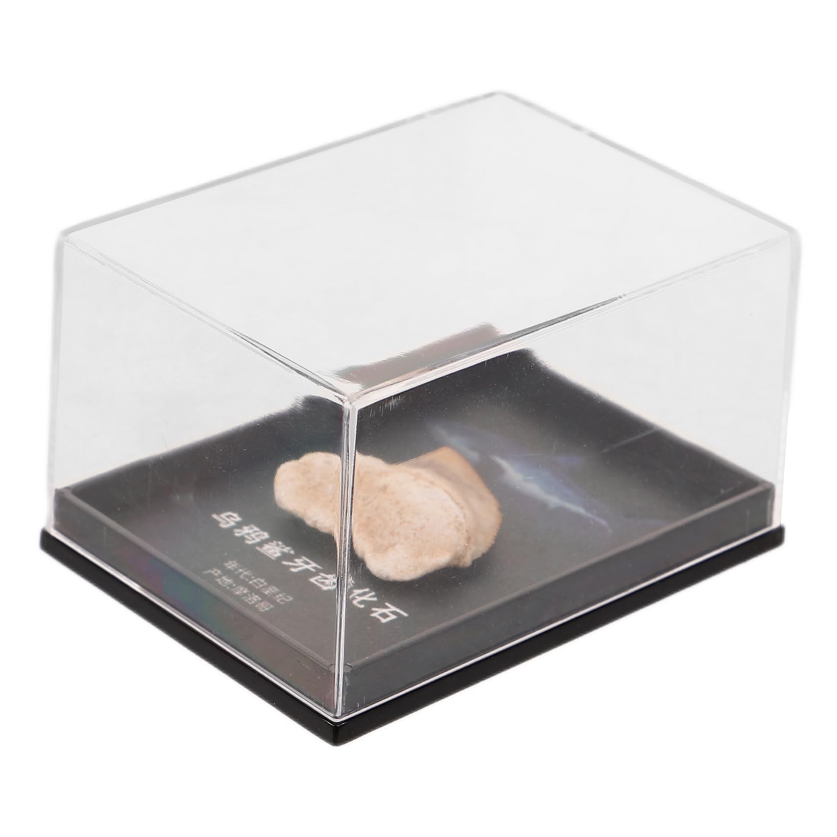 Veemoon Fossilized Model Educational Decor for Teaching Props and Geological Collectors Unique Teeth Ornament Display