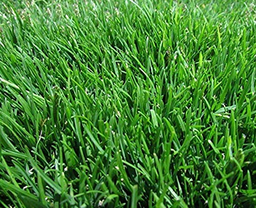 Emerald Zoysia (Zoysia Emerald) Grass seeds-1/8 lb