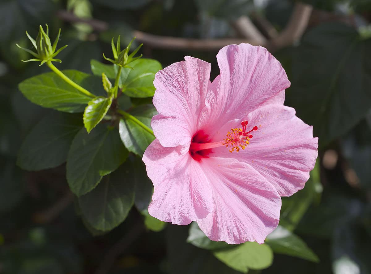Ibisco della Cina "Hibiscus rosa-sinensis", Pianta in vaso ø 9 cm, COLORI CASUALI, Piante vere da esterno, Vivaio di Castelletto