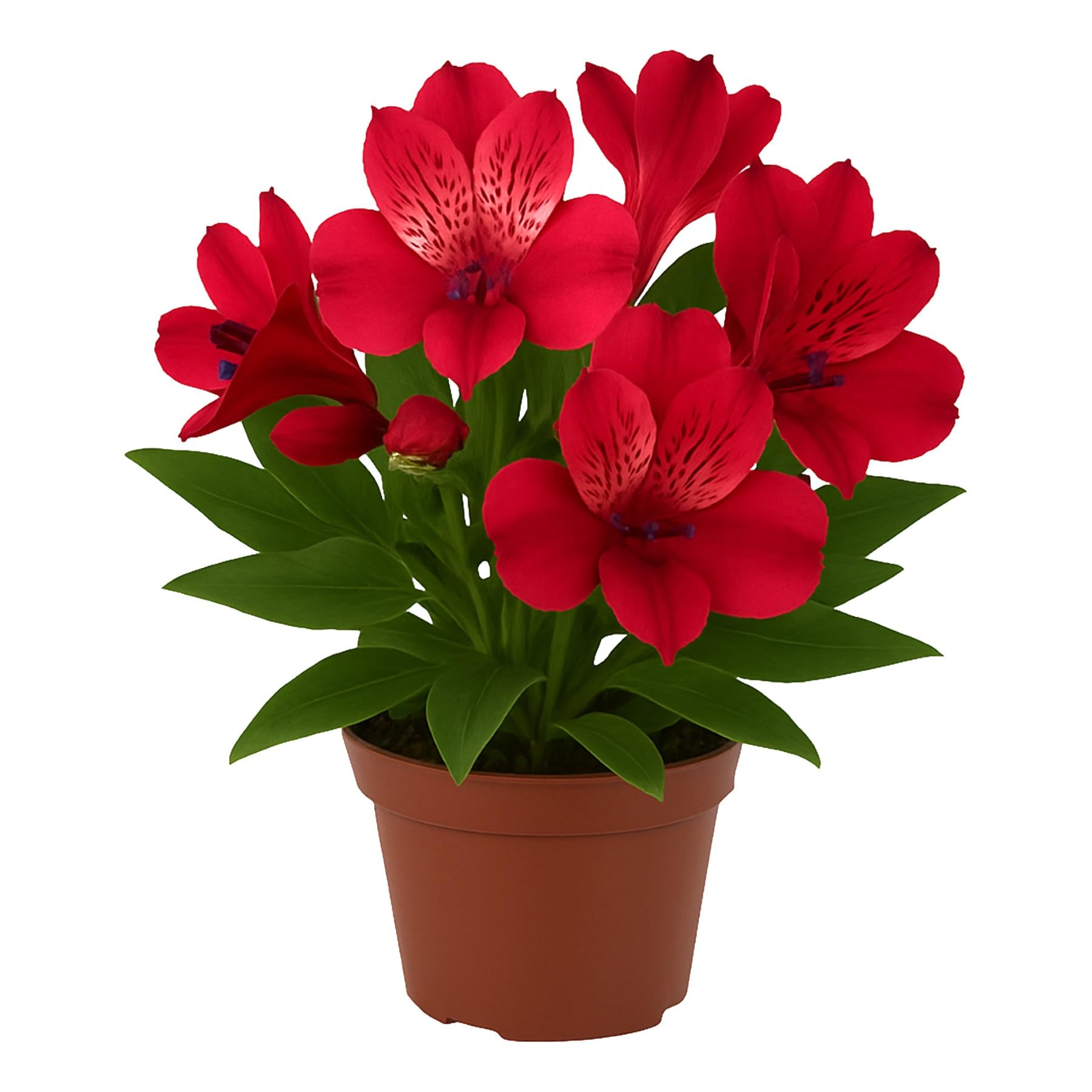 Easy to Grow Alstroemeria Lolly