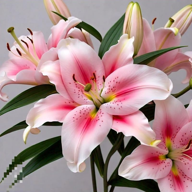 Radha Krishna Agriculture Asiatic Lily red color Imported Holland Verity bulbs for Home and Gardening Pack of 1 bulbs - Image 3 thumbnail