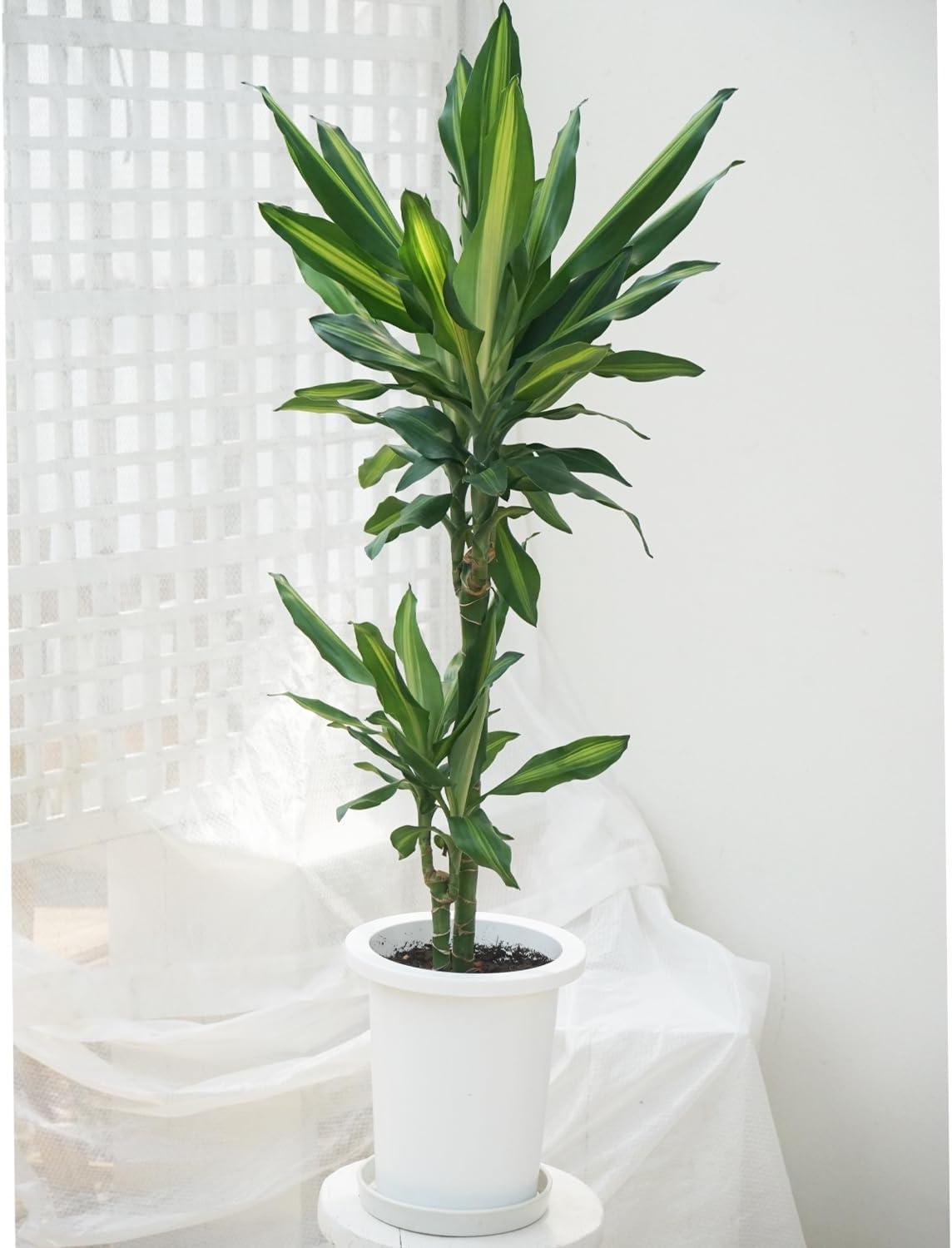 5鉢!幸福の木 アレカヤシ ココヤシ アビス 苗 苗木 観葉植物