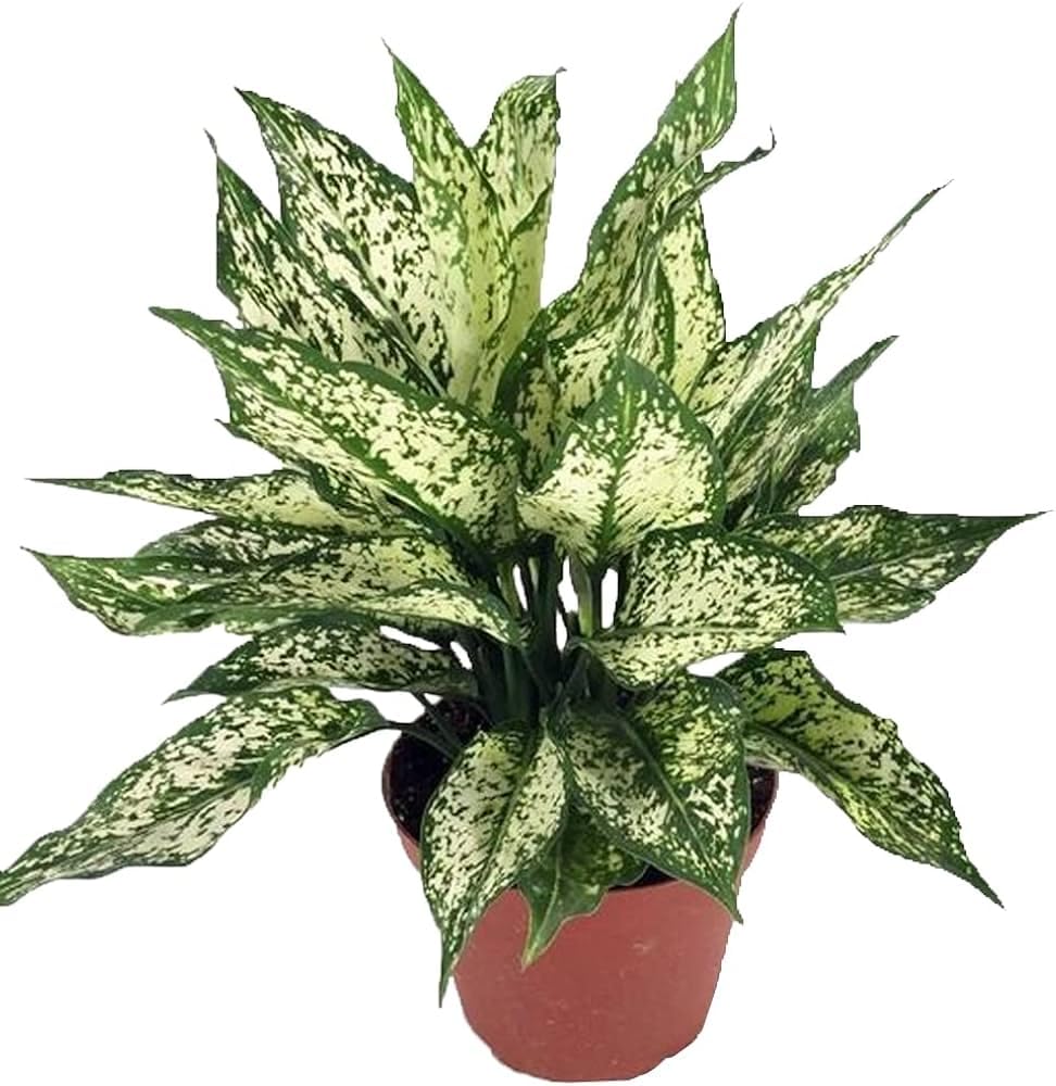 Chinese evergreen plant indoor, Snow white plant leaf pack of 1 big plant-image-4