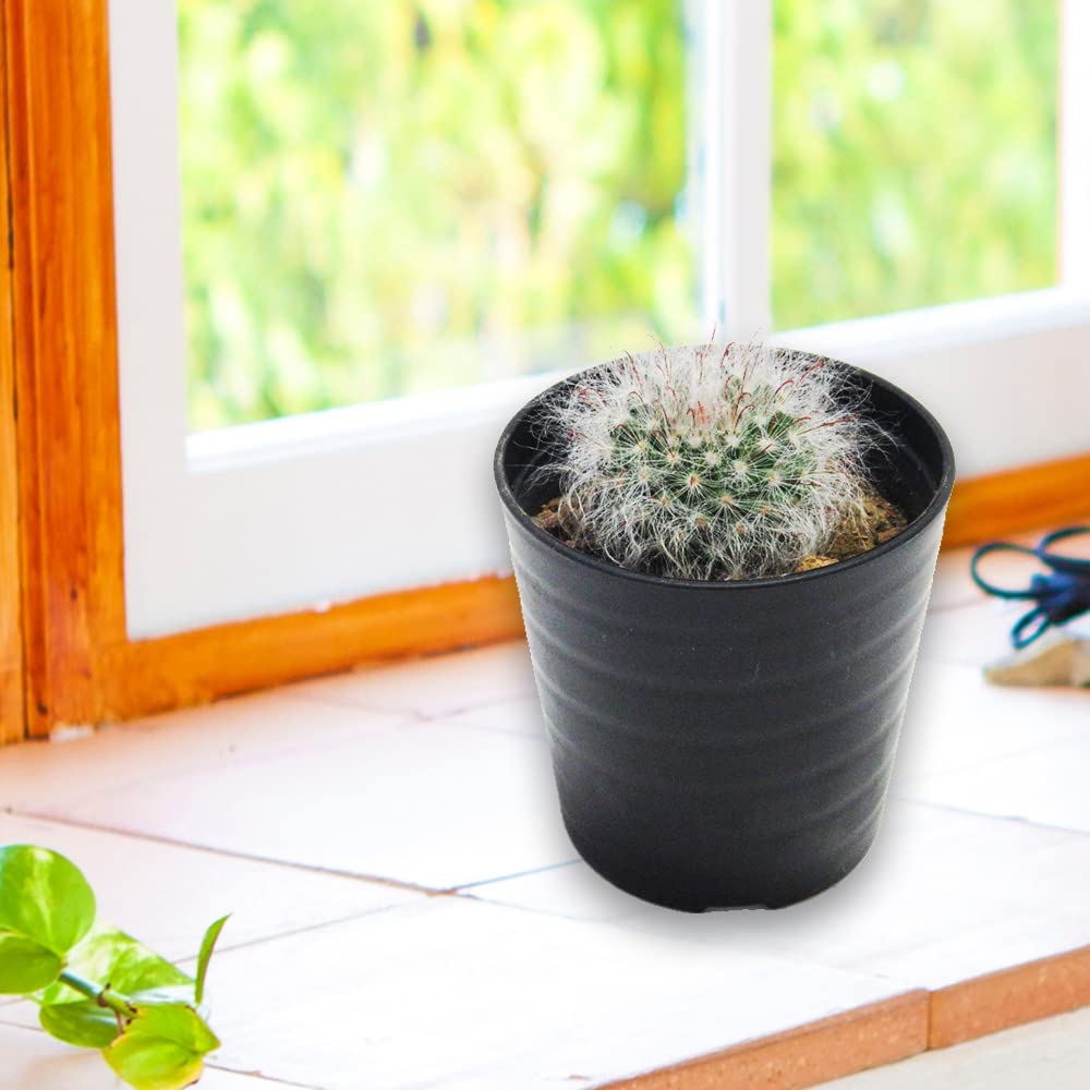 マミラリア ジョンスト二ー 鉢底から高さ約27cm 楽天市場】観葉植物/マミラリア：ボカサナ 2.5号鉢植え : 園芸ネット