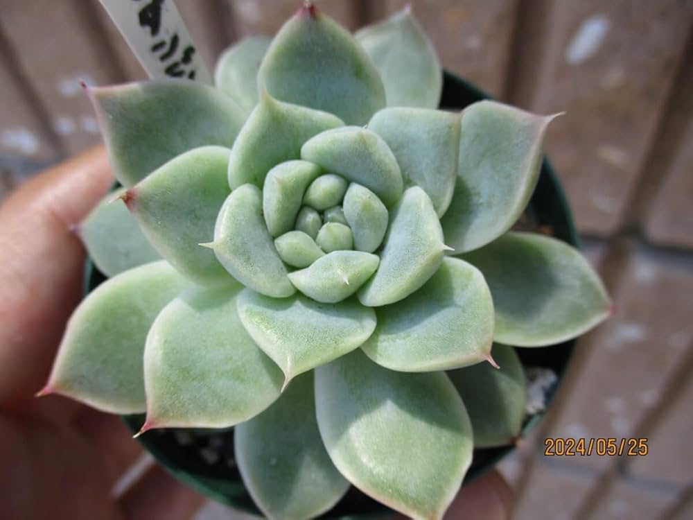 Amazon｜モダンジョン 抜き苗 エケベリア 多肉植物 観葉植物