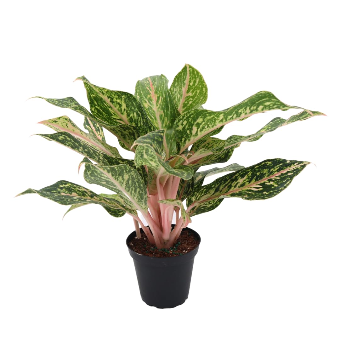 Amazon.com : American Plant Exchange Aglaonema Sparkling