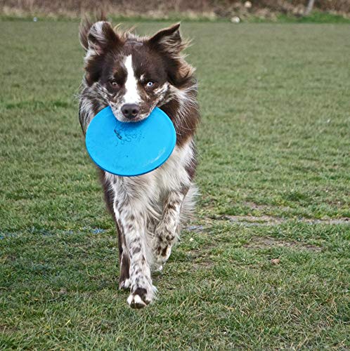 Jolly Pets Flexible, Floating Flyer Dog Toy, Large/9.5-Inch Blue (195 Bl) #TOP2