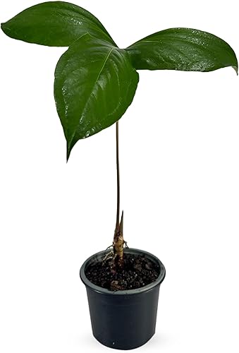 Anthurium Pynkleyi de LEAL PLANTS ECUADOR Planta viva verde para interiores Plantas vivas de California Tropicals Plantas vivas Anthuriums