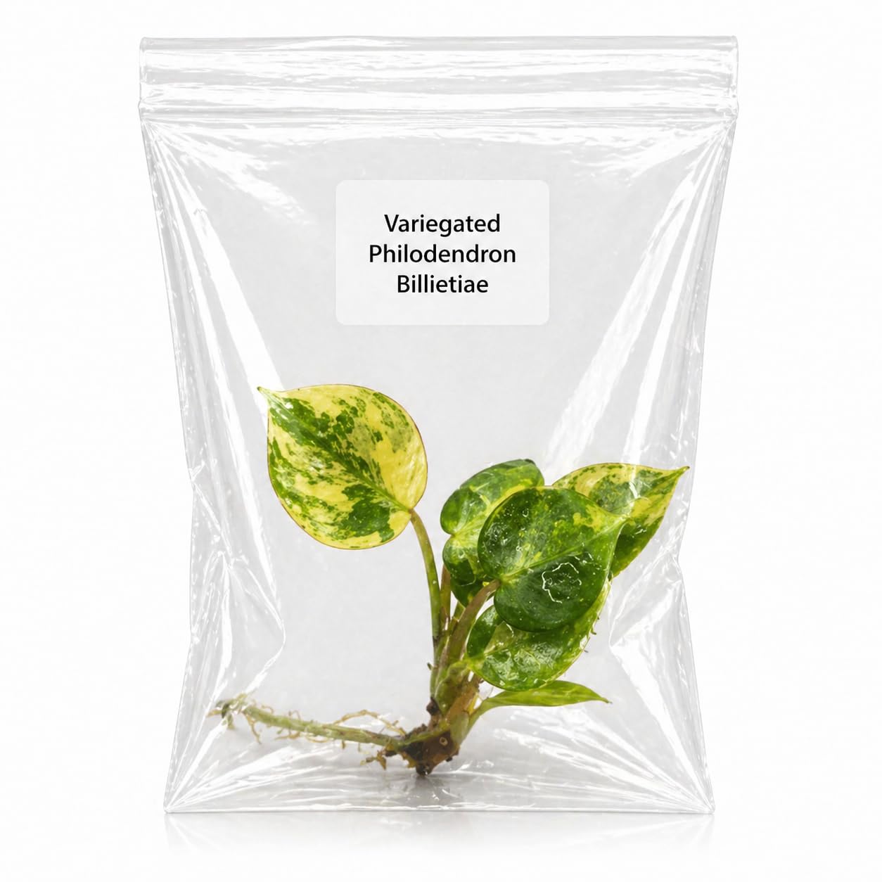 Rare Variegated Philodendron Billietiae Tissue Culture