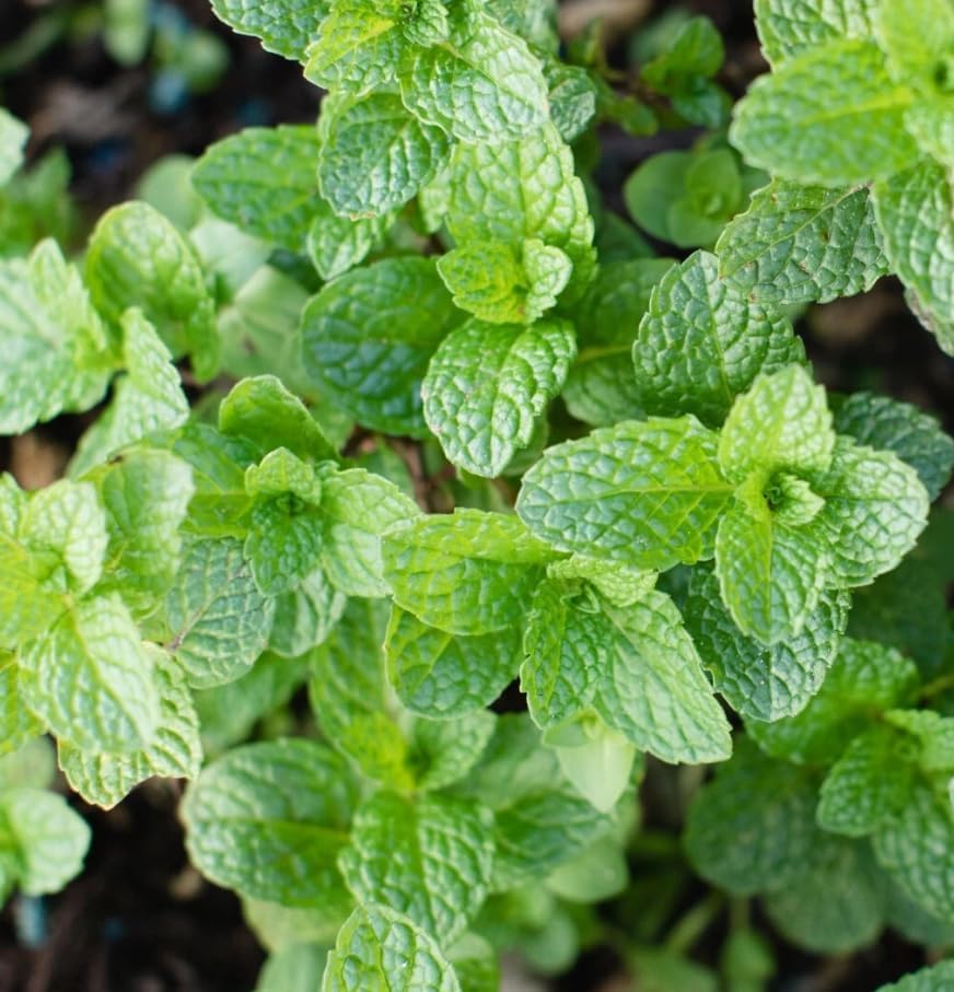 Live Mint Herb Plant Fragrant Mint Bush Garden Mints Plant 6-8 Inch Tall 3.5 Inch Pot