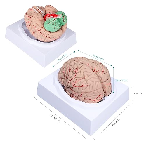 Miniatura 6 de LVCHEN Modelo de cerebro humano - Modelo anatómico cerebral de tamaño real con arterias desmontable 8 piezas para aula de ciencias, neurociencia