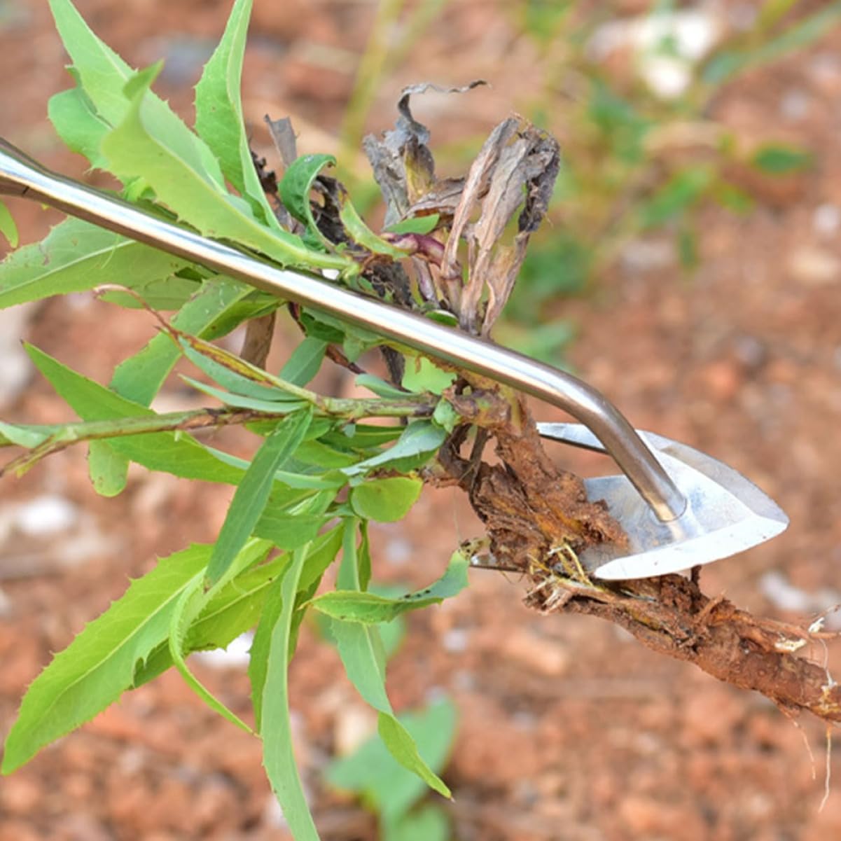 ibasenice 4 Stück Jäten -werkzeuge Entwurzeln Abzieher Für Entfernungswerkzeug Handabzieher Abnehmbarer Abzieher Gartenwerkzeuge Handbuch Handhaben Rasenkanten Jäter Hölzern