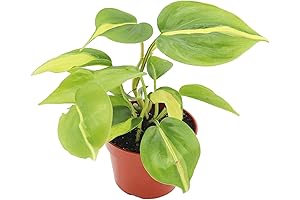 Enduring Houseplant || Philodendron Brazil