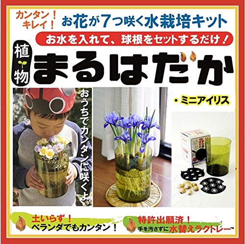 球根 セットの人気商品 通販 価格比較 価格 Com