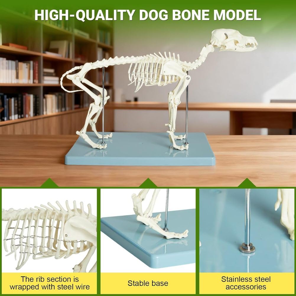 Modell eines Hundeskeletts, Hundeskelett-Anatomiemodell 12,5" X19,6 X9,4, Hundeanatomiemodell mit abnehmbarem beweglichem Kiefer anatomische Anzeige für Veterinärlehre akademisches Labor