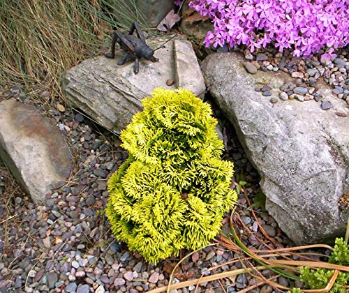 1236-Dwarf Gold Hinoki Cypress Tree (Chamecyparis Obtusa) Seeds By Robsrareandgiantseeds Upc0764425789192 Non-Gmo,Organic,Usa Grower,Bonsai,Rapid-Growing,Unique,Specimen,1236 Package 8 Seeds #TOP6