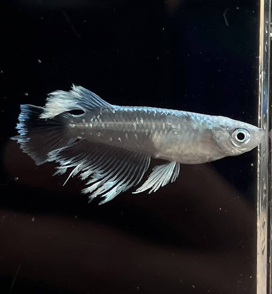 Amazon.co.jp: Medaka Maria Kissing Wide Fin Medaka Young