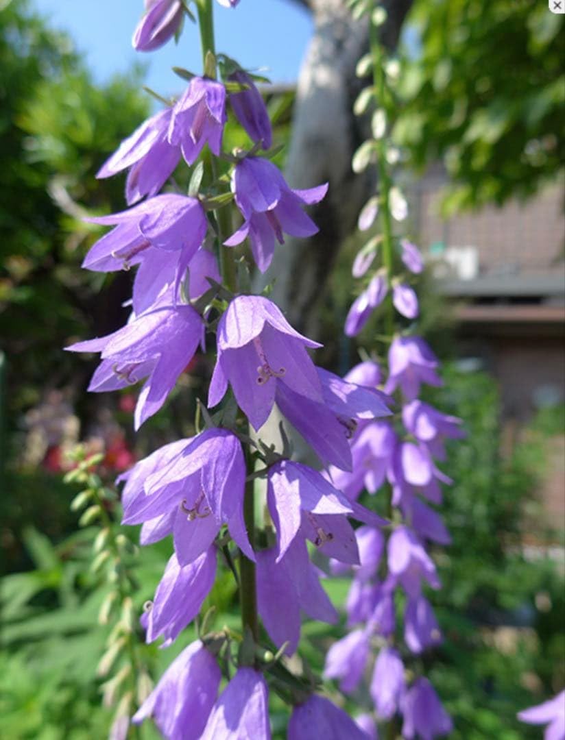 Amazon.co.jp: ハタザオギキョウ 苗 10本 丈夫な宿根草 紫の花 : DIY