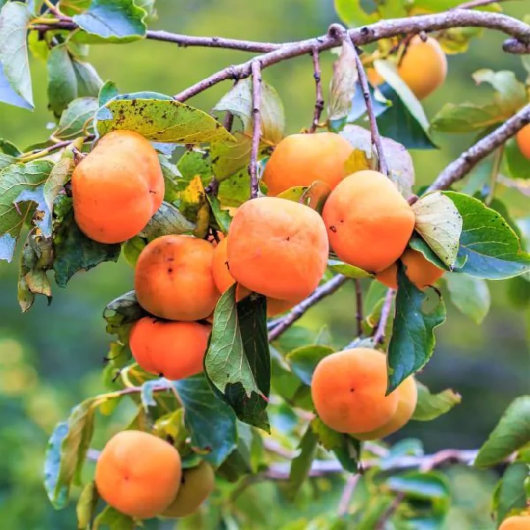 Pack 4 Seedlings of Persimmon Trees Live Plants Dormant, High Yield, 6-12" in Tall, Well Rooted and Bare Root, Cold Hardy American Persimmon