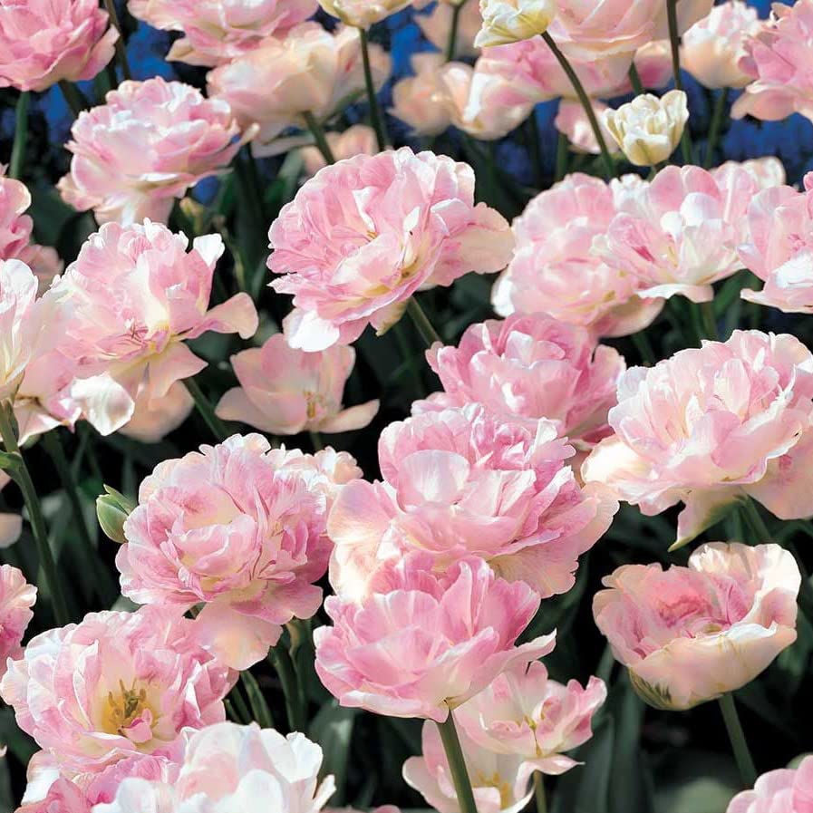 Amazon.co.jp: ITANSE 八重咲きチューリップ アンジェリケ 5球