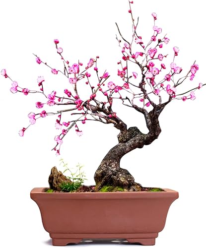 Miniatura 1 de Dahlia - Macetero de barro (zisha) para suculenta con plato para drenaje