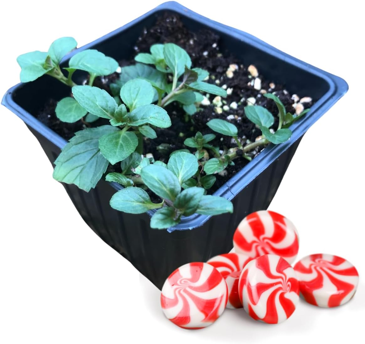 Mint Plant Variety Pack, 5 Plants in 2.5" Pots, Indoor Gardening Set