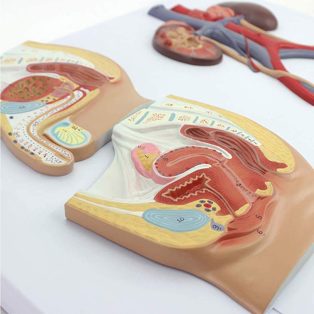Modello di Anatomia Sistema Genitourinario Maschile E Femminile, Forniture di Laboratorio Medica Didattico