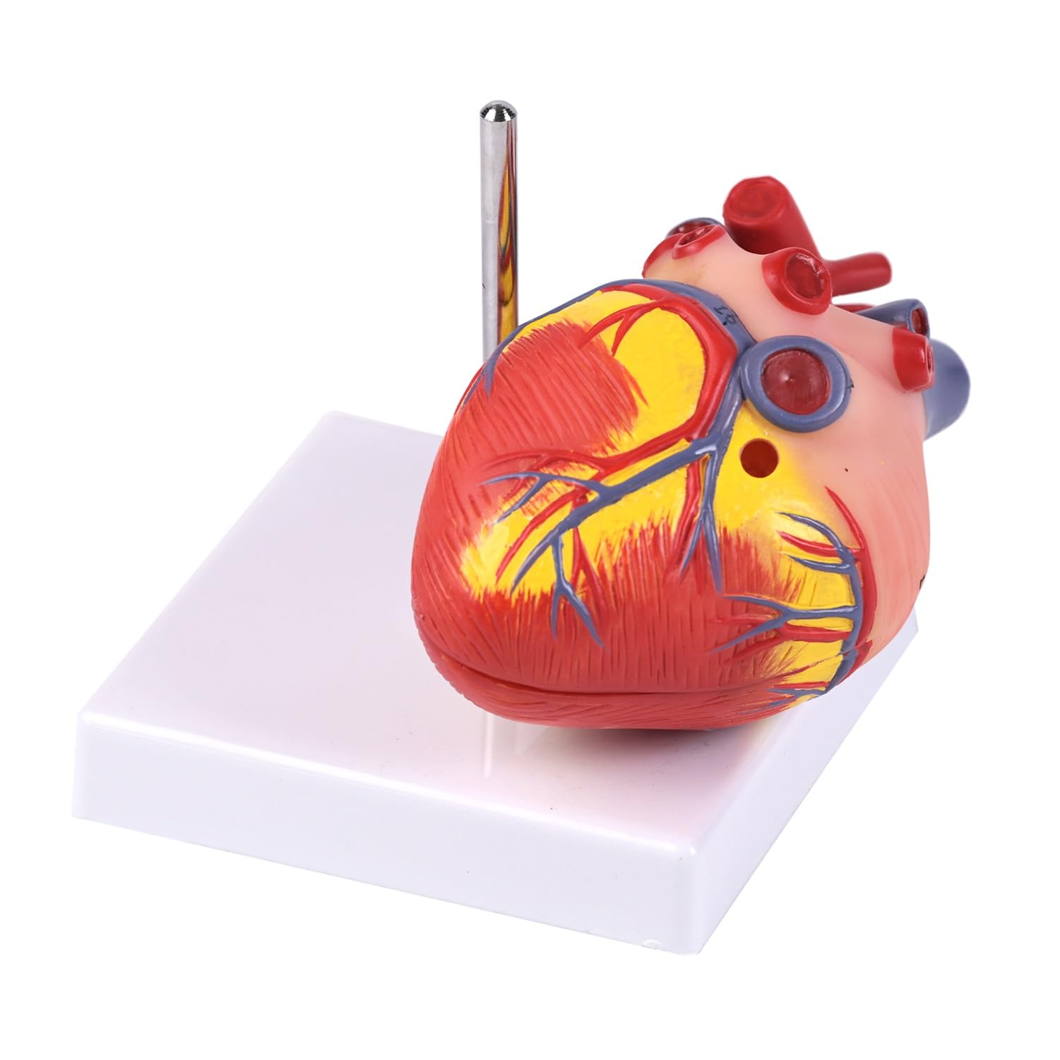 2-teiligen Hund Herzen Anatomisches Modell, abnehmbares Hundeherzmodell mit 26 digitalen Markern und Displaybasis