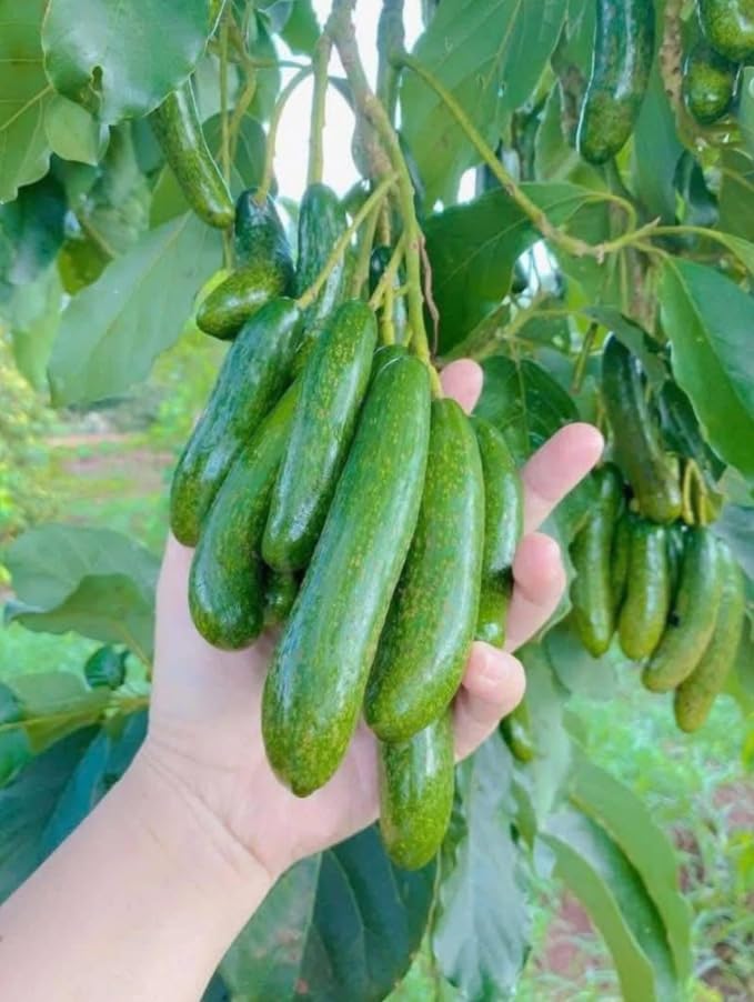 Russell Avocado Tree Live Plant, Long Avocado Plant Tropical Avocados Plants Fruit Tree 1.5-2.5 Feet Tall in 3 Gal Pot, Live Grafted Trees