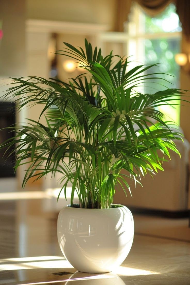 Areca Palm Indoor Plants for Living Room | Live Plants | Plants with White Pot for Home | Air purifier plants | Plants for Home Decor (Pack Of 1) A_1-image-48