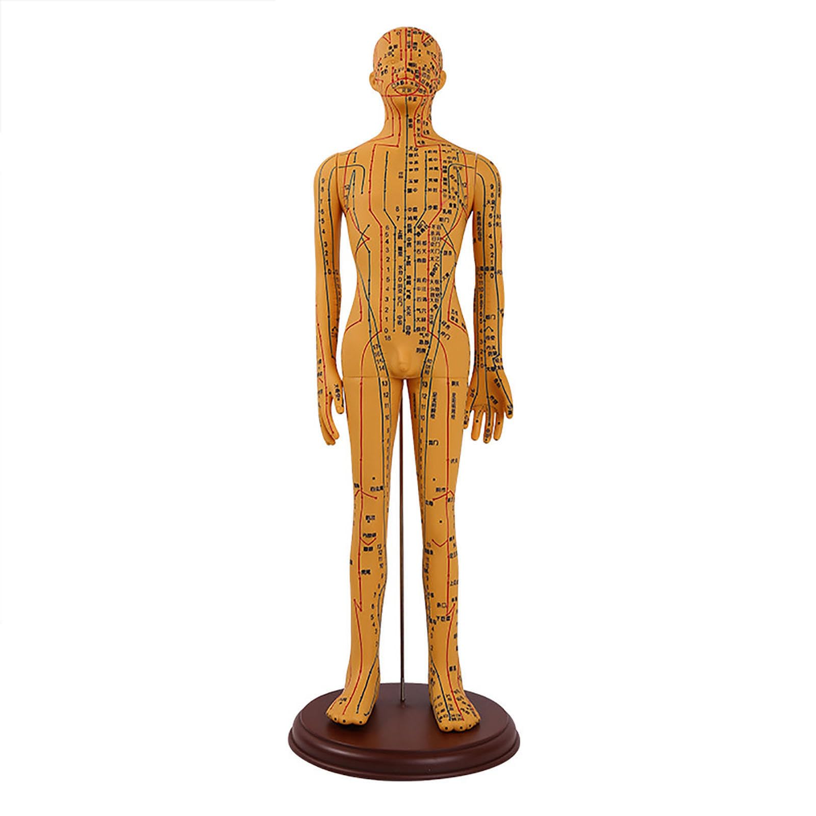 SORECI 53cm Acupoint Body Model, Human Body Acupuncture Model Man Chinese Medicine Teaching Acupoint Mannequin Pressure Point Acupuncture Model Pressure Point and Meridians Model