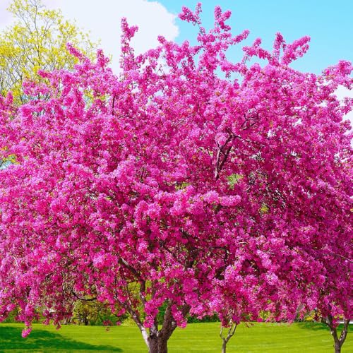 Eastern Redbud Tree Live Plant Bare Root Red Bud Tree Plant for Gardening 1-2 Years Old 28 Inches Tall