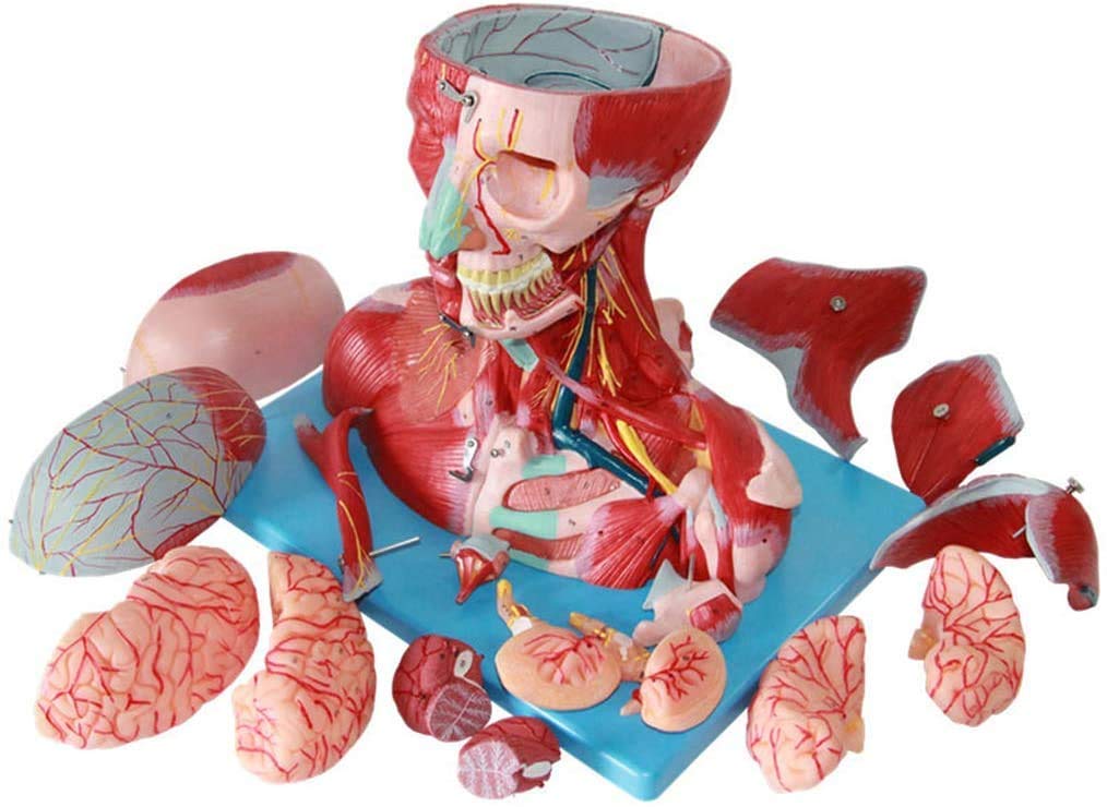 Anatomiczne modele naturalnej wielkości, ludzka czaszka, mózg, mięśnie szyi, układ naczyniowy, narzędzia do nauczania medycznego, zasoby edukacyjne dla anatomii i nauk o zdrowiu